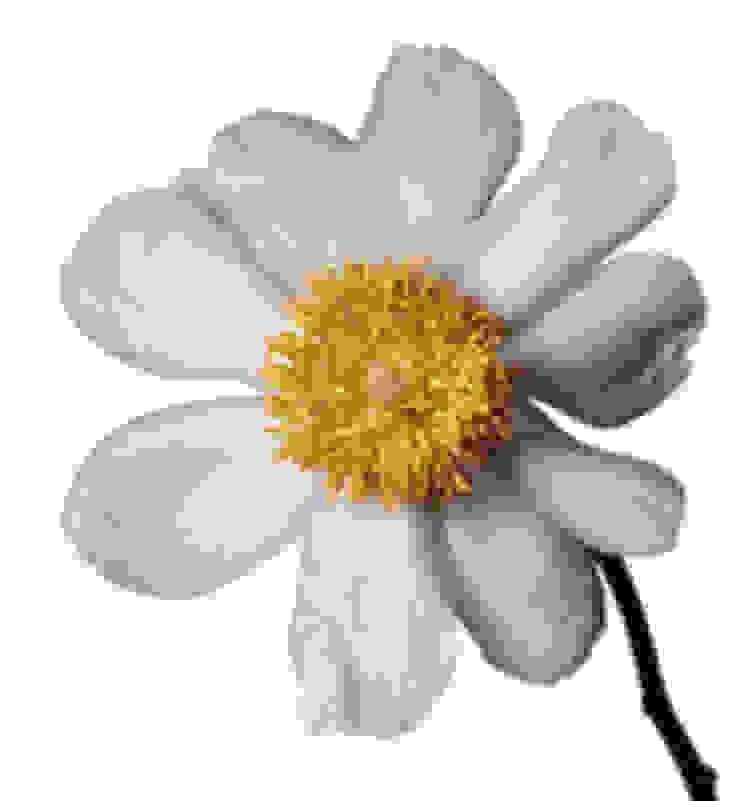 Michael Zeppetello Claire De Lune Peony 18 Available For Sale Artsy Michael Zeppetello Claire De Lune Peony 18 Available For Sale Artsy