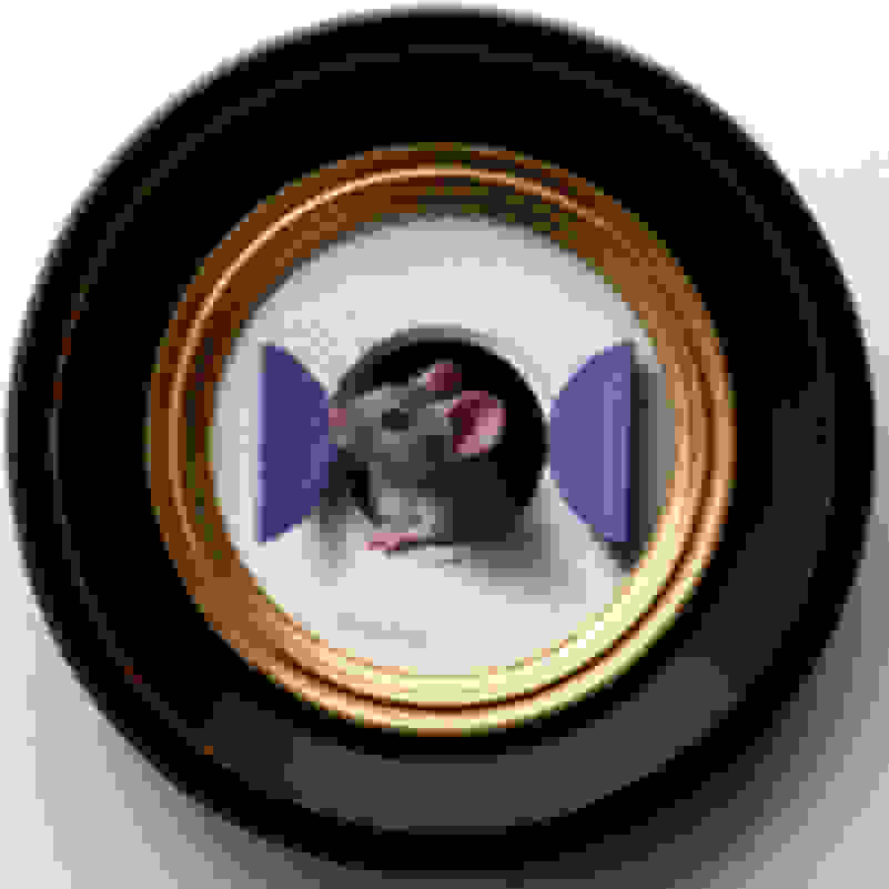 Marina Dieul Petite Souris 475 21 Artsy Marina Dieul Petite Souris 475 21 Artsy