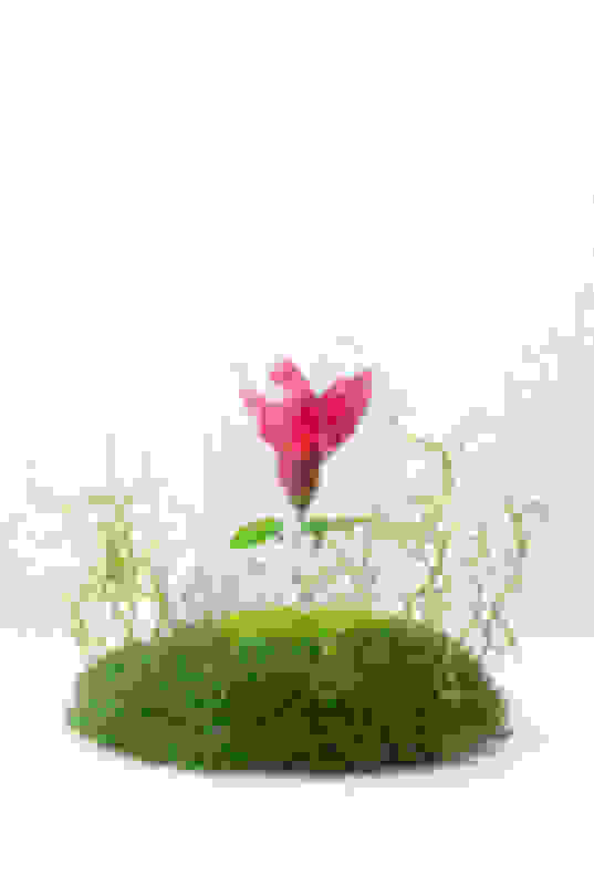 Tomas Dauksa The Portal Is Opening Available For Sale Artsy Tomas Dauksa The Portal Is Opening Available For Sale Artsy