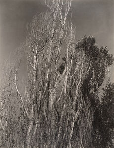 Alfred Stieglitz, ‘Poplars—Lake George’, 1932
