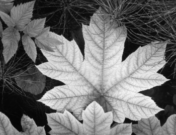 Leaf, Glacier Bay National Monument, Alaska