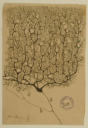 Image result for ramon y cajal