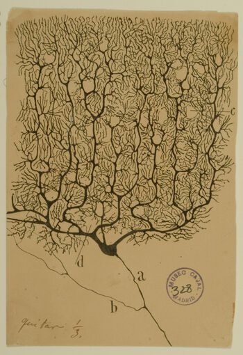 Image result for ramon y cajal