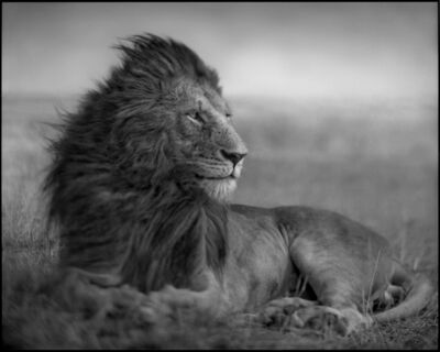 Image result for nick brandt