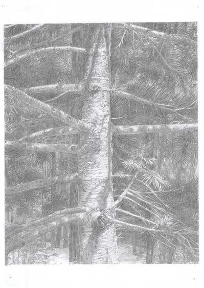 Soo Young Song Tree Lived In The Sierra Nevada Sierra Nevada Drawn With A Pencil Series 12 2014 Available For Sale Artsy