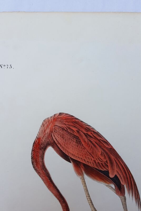 Audubon American Flamingo Enmarcado Pared Arte Impresión 9X7 en 