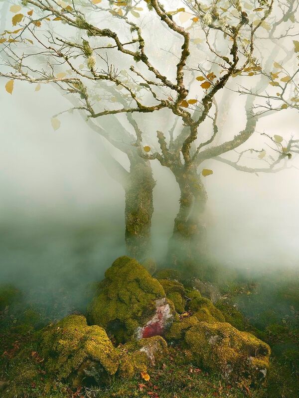 Rindende blive imponeret utålmodig Albert Watson | Tree in Mist, Fairy Glen, Isle of Skye, Scotland (2013) |  Available for Sale | Artsy