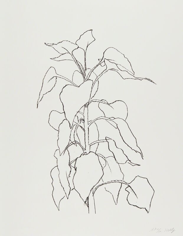Ellsworth Kelly Sunflower Ii From Series Of Five Plant And Flower Lithographs 1995 2004 Artsy Ellsworth Kelly Sunflower Ii From Series Of Five Plant And Flower Lithographs 1995 2004 Artsy