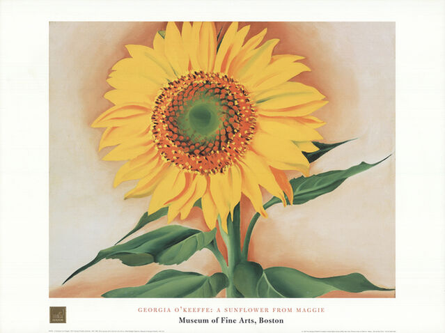 Georgia O Keeffe A Sunflower From Maggie 1998 Artsy