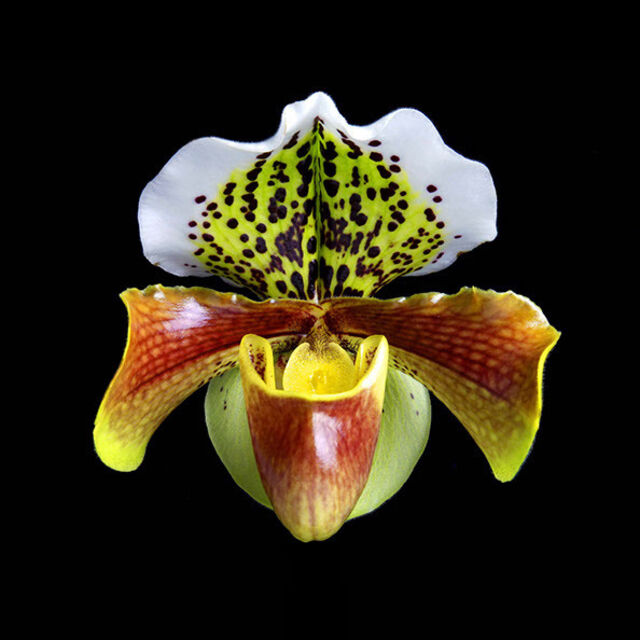 Rob Munday Naturalium 1 Slipper Orchid Ca 2019 Available For Sale Artsy