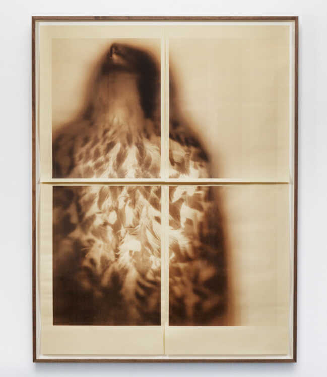 Ann Hamilton New Work Artsy