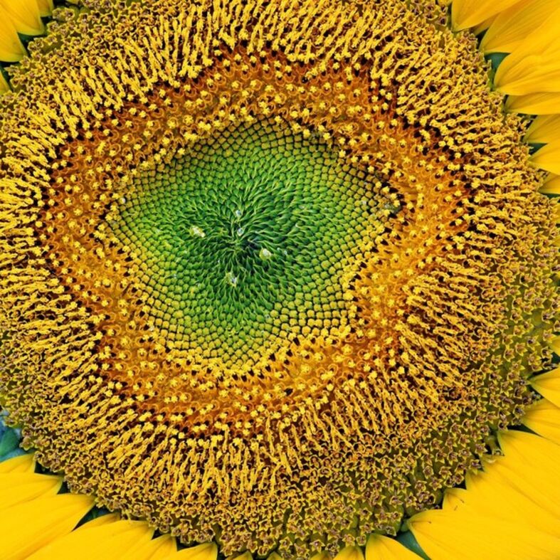 Henry Buhl Sunflower C 1985 Artsy