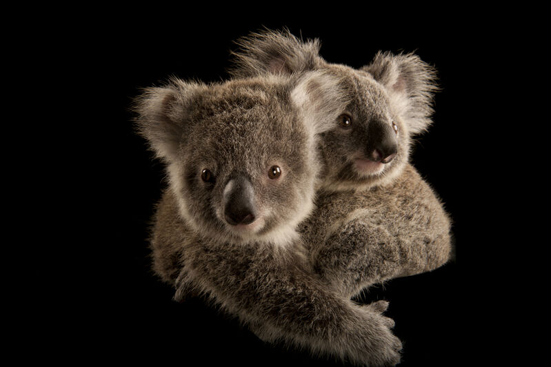 Joel Sartore Two Koala Joeys Cling To Each Other Waiting To Be Placed With Human Caregivers Once They Re Old Enough They Ll Be Released Into The Wild This Is Just One Of Joel Sartore Two Koala Joeys Cling To Each Other Waiting To Be Placed With Human Caregivers Once They Re Old Enough They Ll Be Released Into The Wild This Is Just One Of