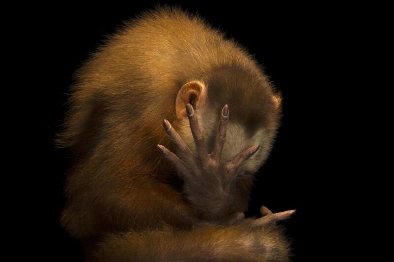 Joel Sartore An Endangered White Fronted Capuchin Cebus Versicolor At The Summit Municipal Park In Gamboa Panama Artsy Joel Sartore An Endangered White Fronted Capuchin Cebus Versicolor At The Summit Municipal Park In Gamboa Panama Artsy