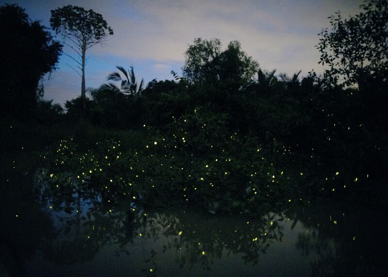 Elijah Gowin Fireflies in Trees, Malaysia. From the series The