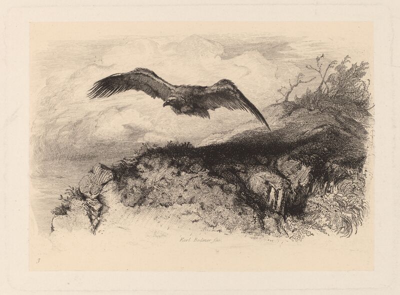 Karl Bodmer Aigle Au Vol Artsy Karl Bodmer Aigle Au Vol Artsy
