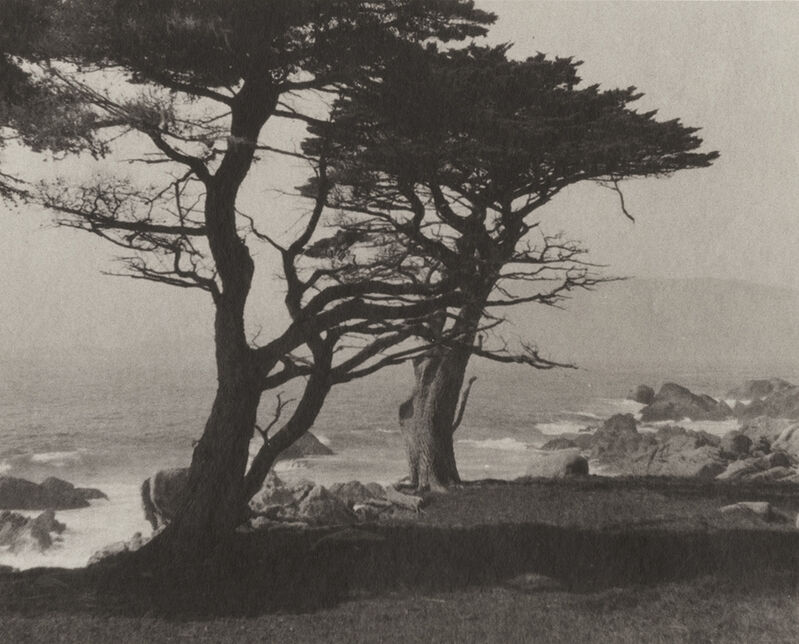 compact fact Evil William Edward Dassonville | Monterey Pine Trees by Ocean (1920s / 1920s) |  Available for Sale | Artsy
