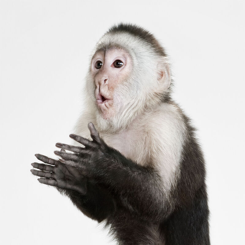 Randal Ford Capuchin Monkey 18 Available For Sale Artsy Randal Ford Capuchin Monkey 18 Available For Sale Artsy
