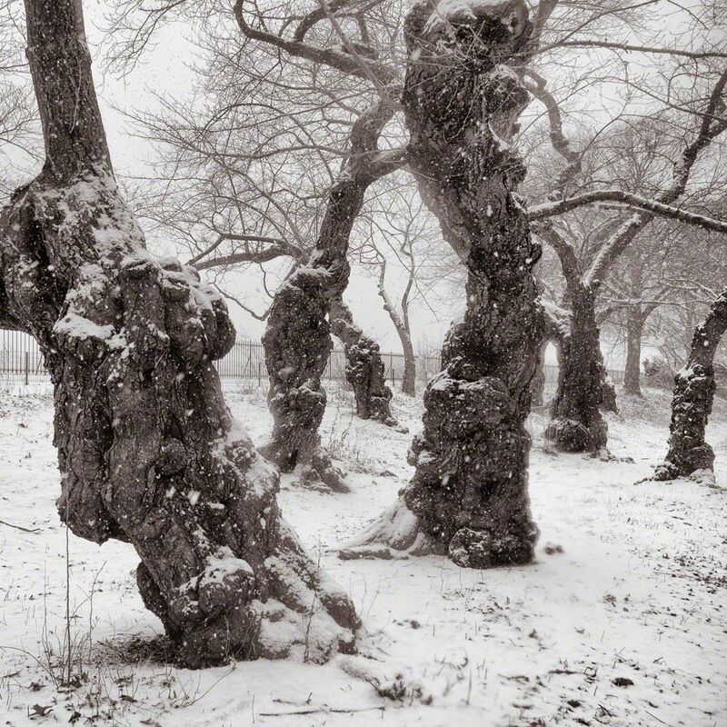 Lee Backer Yoshino Cherry Trees Central Park New York Available For Sale Artsy Lee Backer Yoshino Cherry Trees Central Park New York Available For Sale Artsy