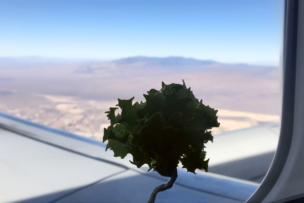 Why Martin Roth Is Growing Desert Plants To Question U S Gun