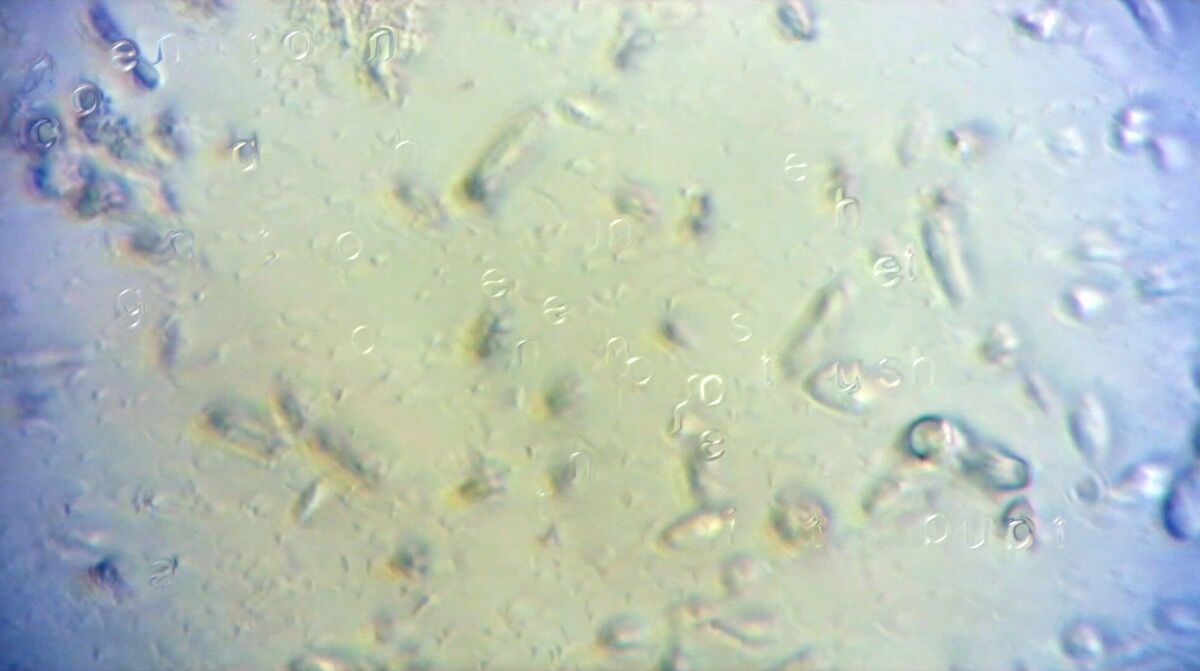 Jenna Sutela, still from Nam-Gut (the microbial breakdown of language), 2017. Courtesy of the artist.