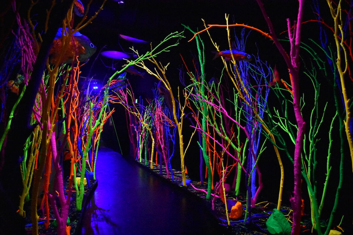 The Meow Wolf art collective will open a 400-room hotel.