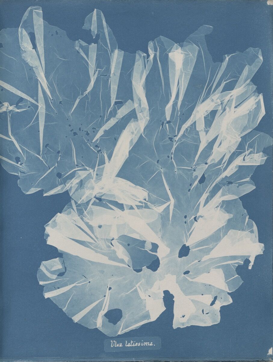 Anna Atkins, Ulva latissima, from Volume III of Photographs of British Algae Cyanotype Impressions, 1853. Courtesy of The New York Public Library.