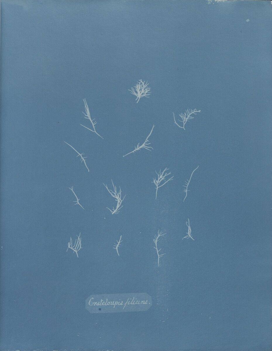 Anna Atkins, Grateloupia filicina, from Part IX of Photographs of British Algae: Cyanotype Impressions, 1848-1849. Courtesy of The New York Public Library.