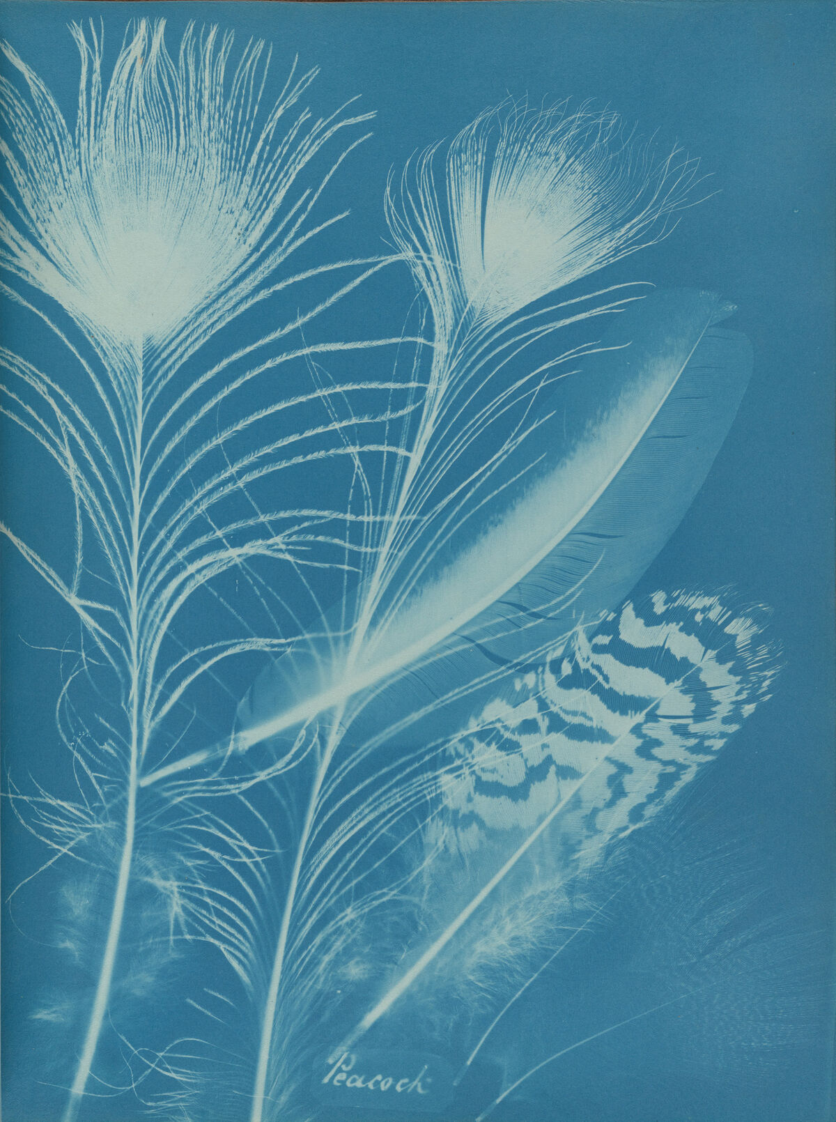 Anna Atkins and Anne Dixon, Peacock, 1861. Private collection. Courtesy of Hans P. Kraus, Jr.