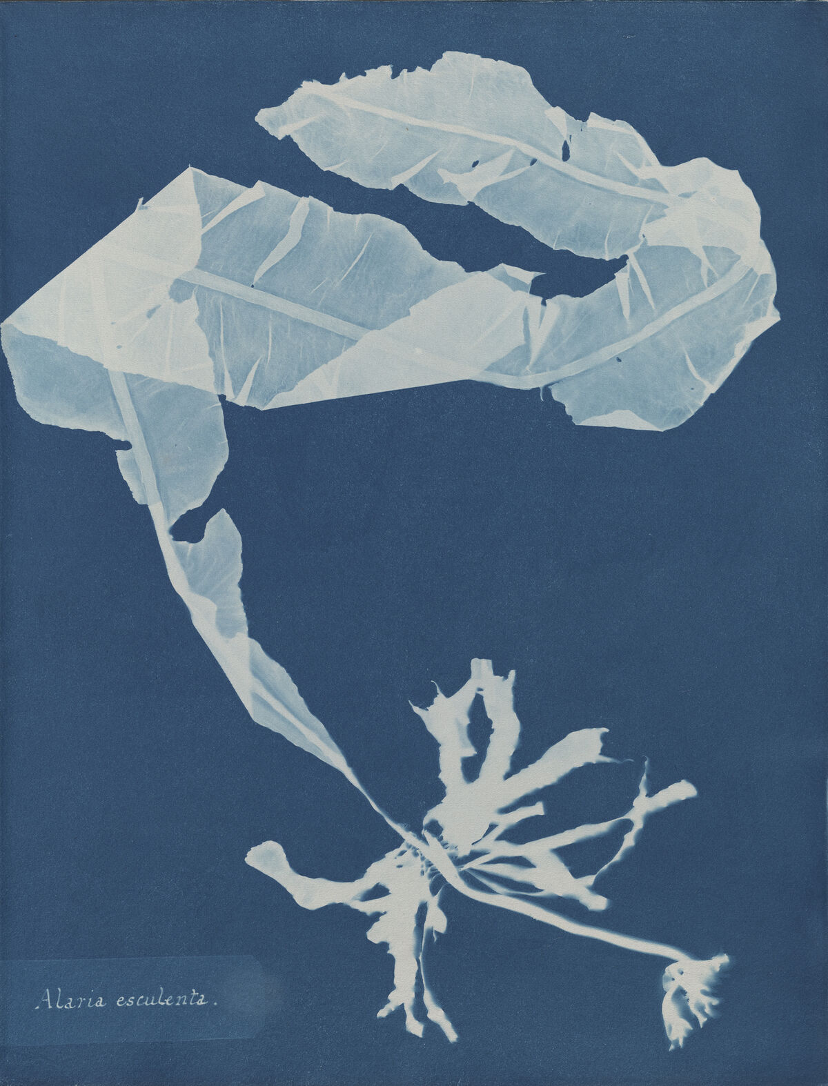 Anna Atkins, Alaria esculenta, from Part XII of Photographs of British Algae: Cyanotype Impressions, 1849-1850. Courtesy of The New York Public Library.