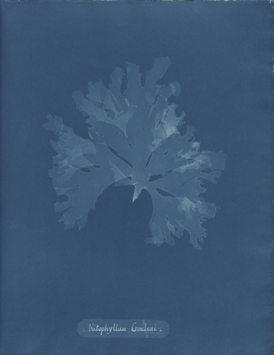 Anna Atkins, Nitophyllum gmeleni, from Part XI of Photographs of British Algae: Cyanotype Impressions, 1849-1850. Courtesy of The New York Public Library.