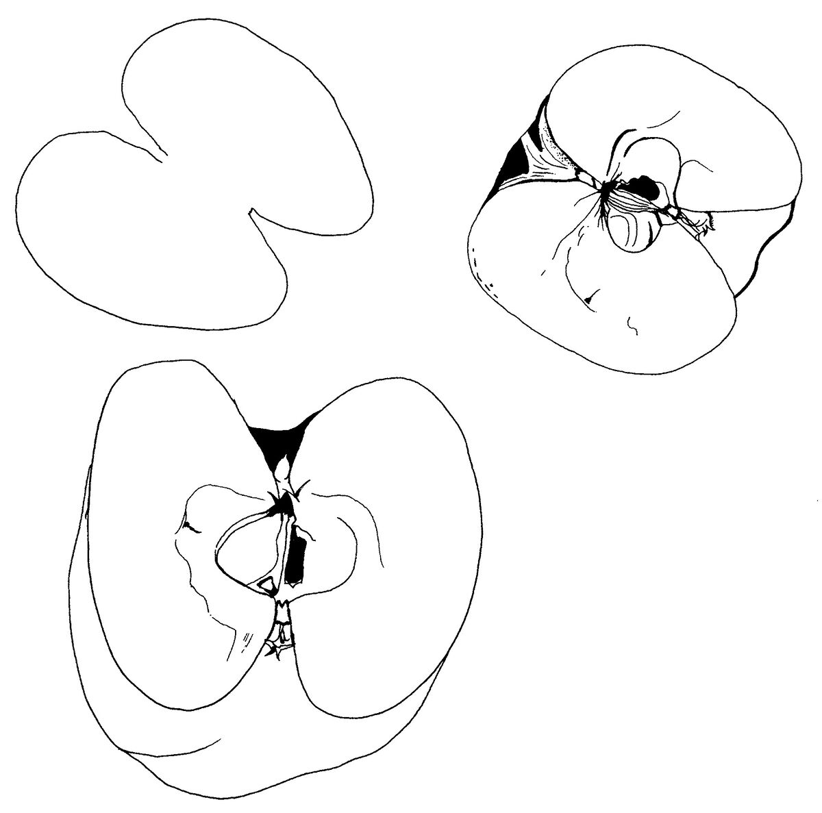 3 Tried And True Drawing Lessons For Beginners Artsy