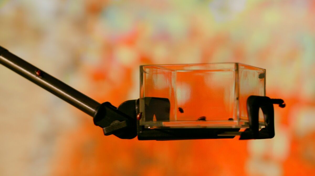 Video still from one of Anicka Yi's short films made to accompany her line of “Biography” perfumes. Courtesy of the artist.