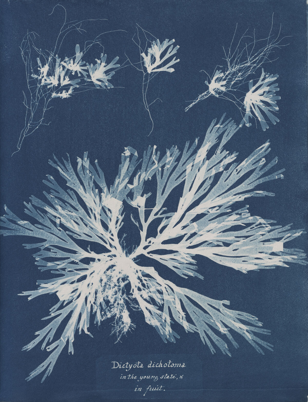 Anna Atkins, Dictyota dichotoma, in the young state &amp; in fruit, from Part XI of Photographs of British Algae: Cyanotype Impressions, 1849-1850. Courtesy of The New York Public Library.