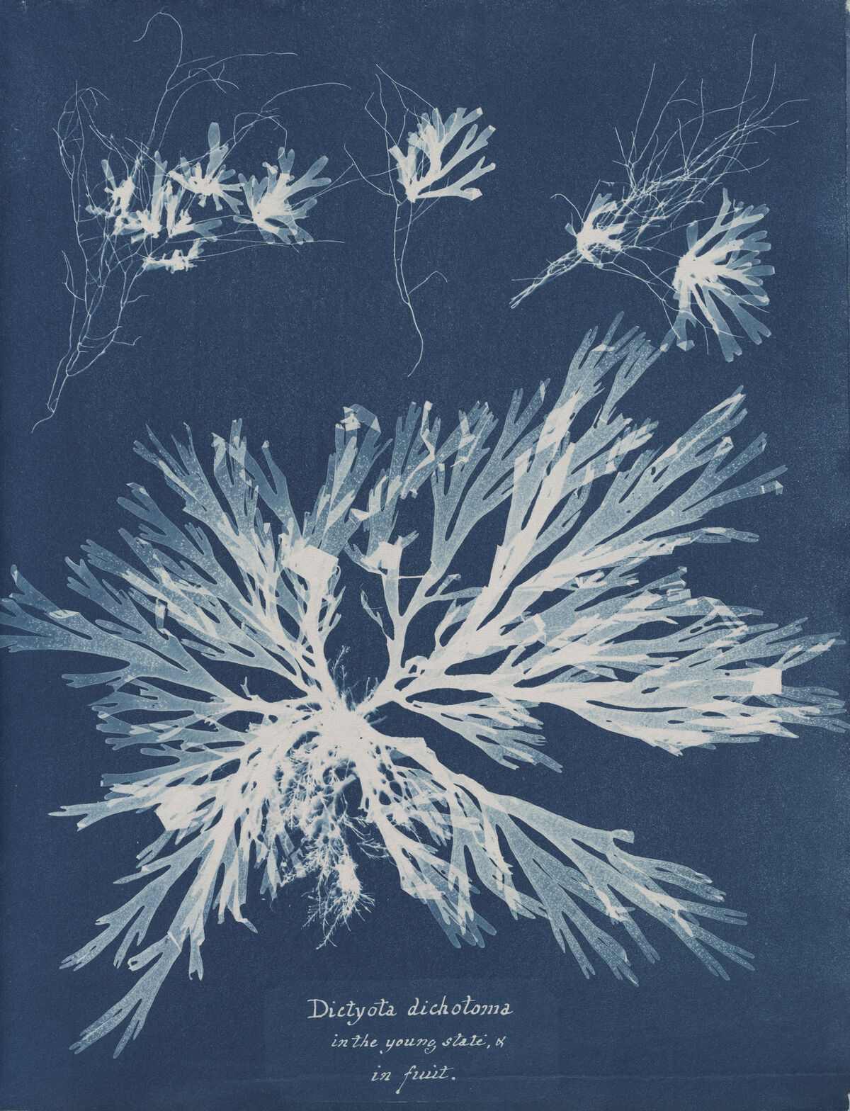 Anna Atkins, Dictyota dichotoma, in the young state & in fruit, from Part XI of Photographs of British Algae: Cyanotype Impressions, 1849-1850. Courtesy of The New York Public Library.