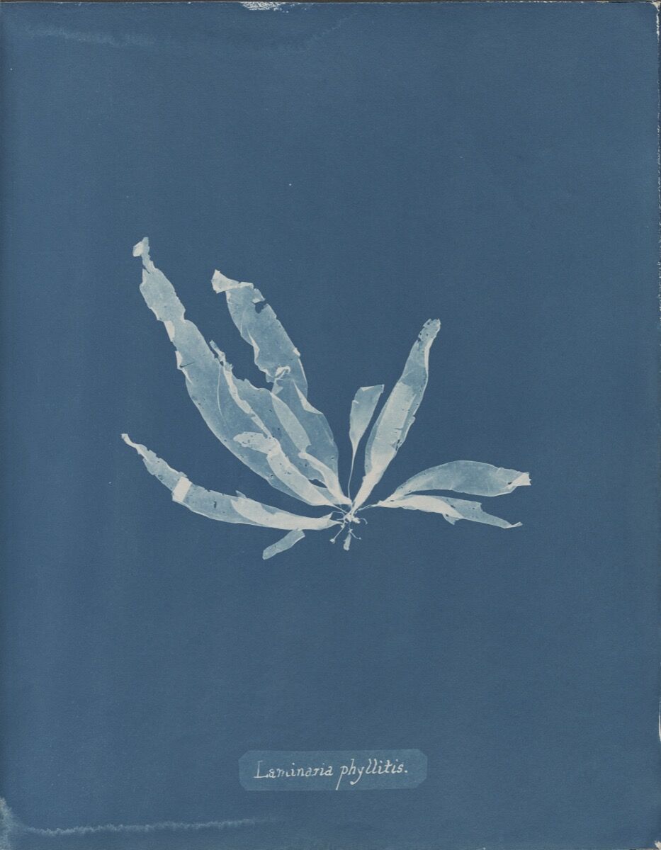 Anna Atkins, Laminaria phyllitis, from Part V of Photographs of British Algae: Cyanotype Impressions, 1844-1845. Courtesy of The New York Public Library.