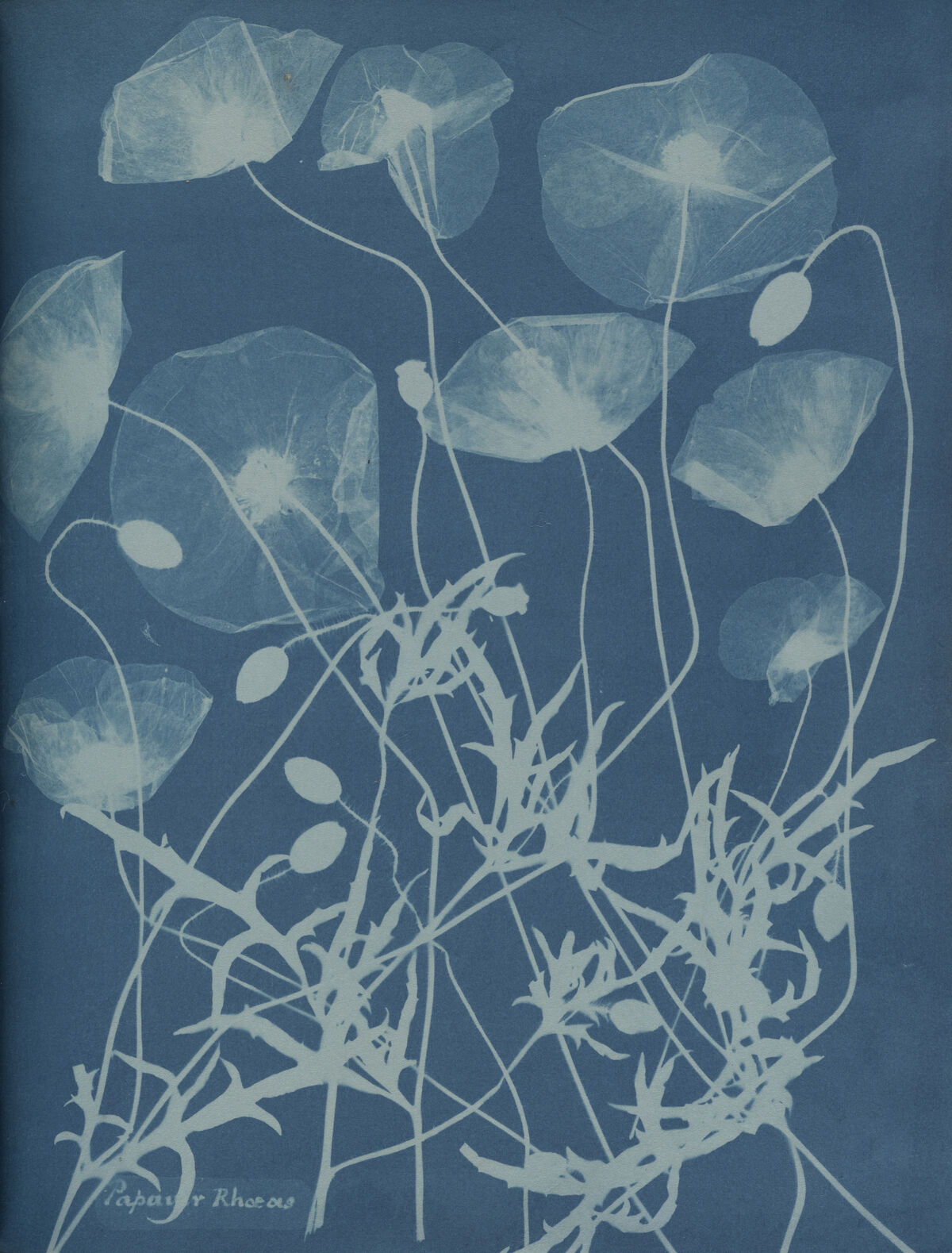 Anna Atkins and Anne Dixon, Papaver rhoeas, 1861. Private collection. Courtesy of Hans P. Kraus, Jr.