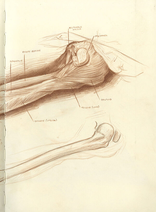 The Renaissance Tradition Of Using Cadavers In Drawing Classes Is Still Alive Artsy