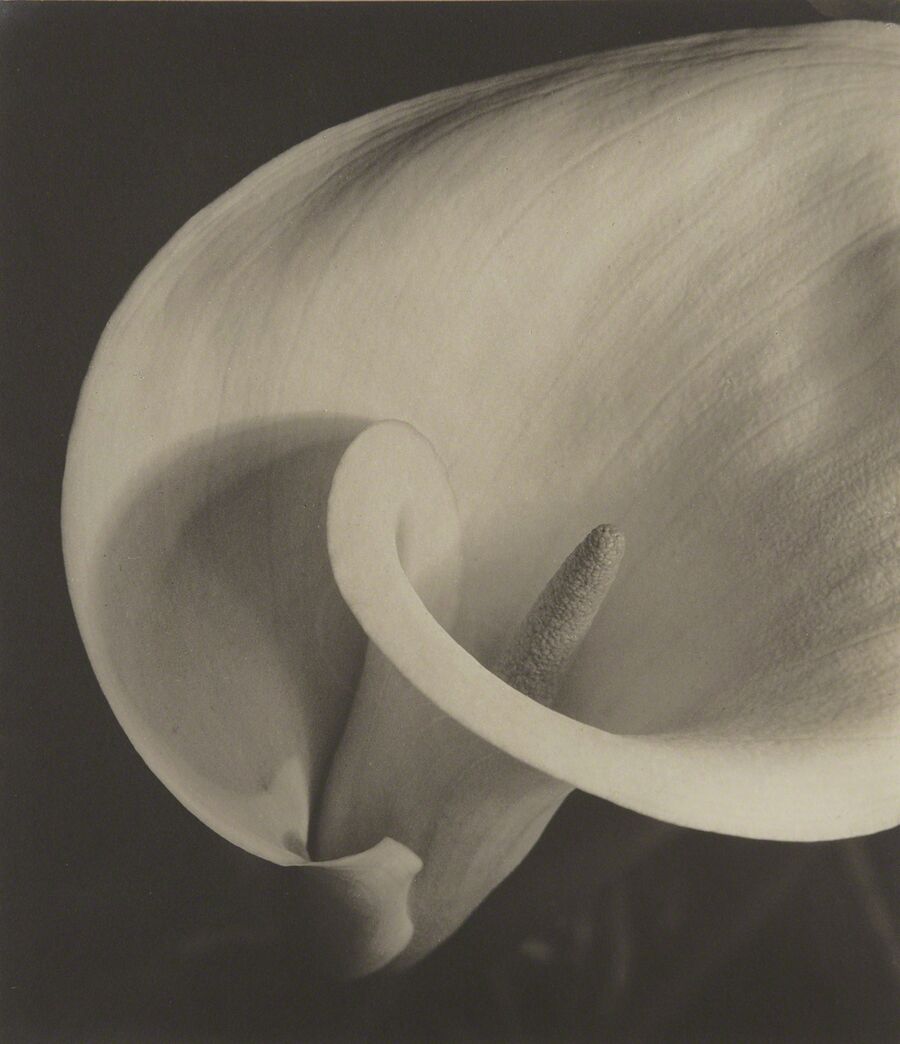 Why Imogen Cunningham s Photographs Bring Me Comfort Artsy why-imogen-cunningham-s-photographs-bring-me-comfort-artsy