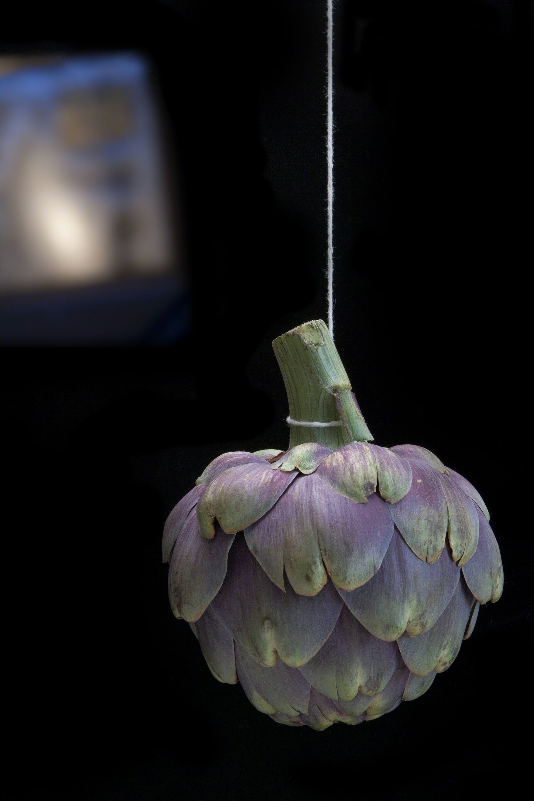 The Legacy Of The Still Life In Olivia Parker s Exploratory Photography the-legacy-of-the-still-life-in-olivia-parker-s-exploratory-photography