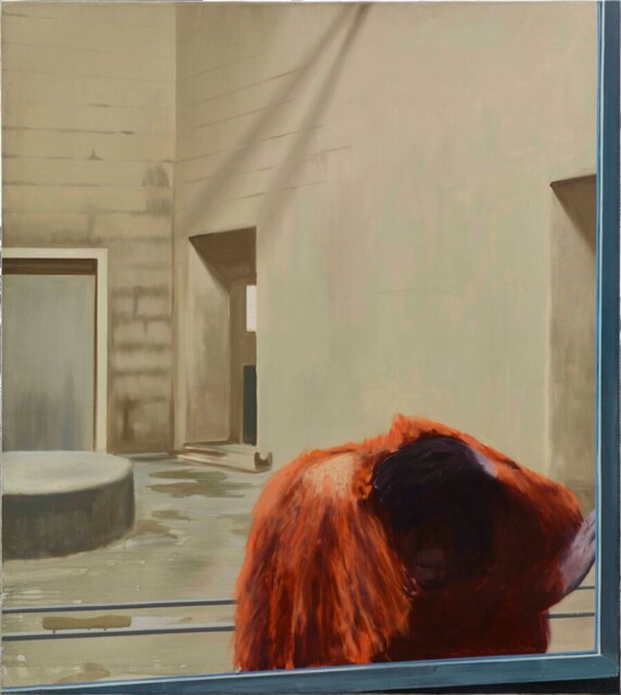 Orang-outang derrière vitre