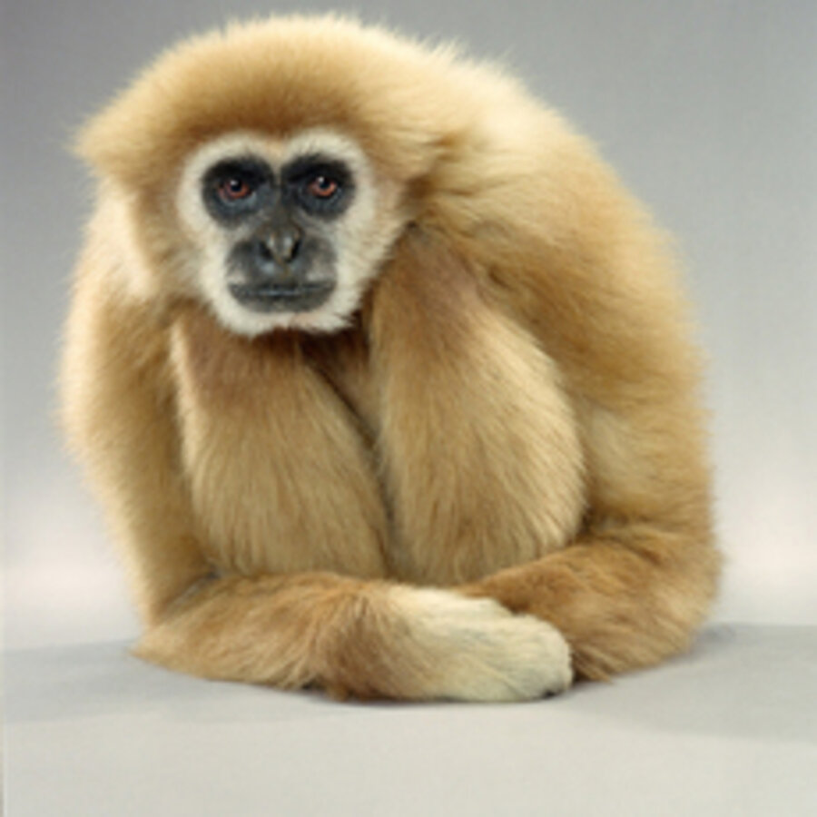 Gibbon Lean