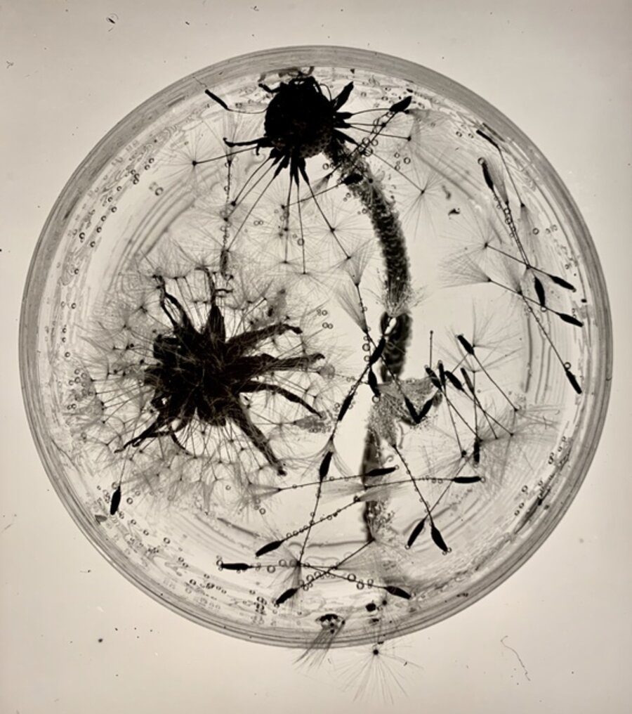 Dandelions, Dessau
