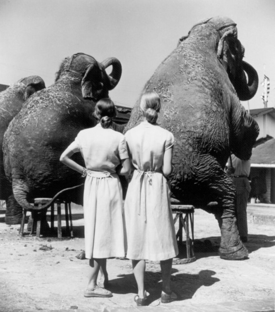Twins with Elephants, Sarasota
