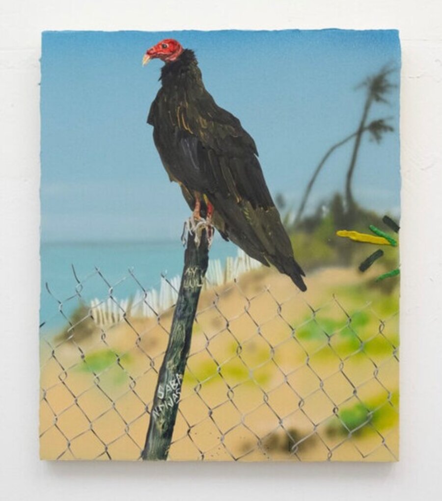 Aura de Costa (coast vulture)