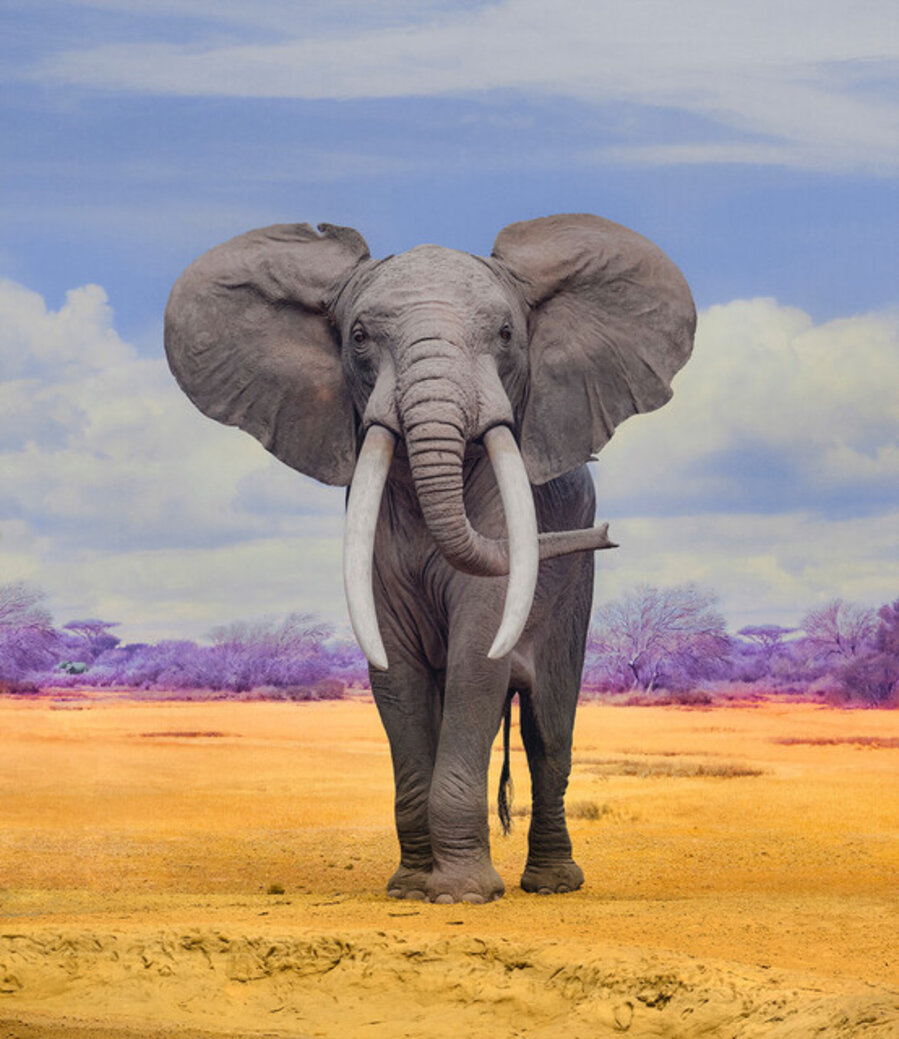 Elephant II L