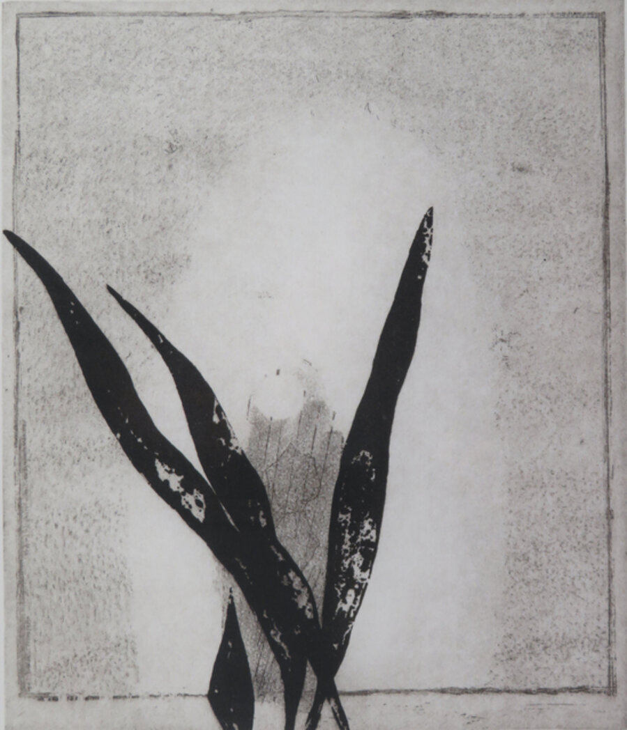 Mirror and Plant