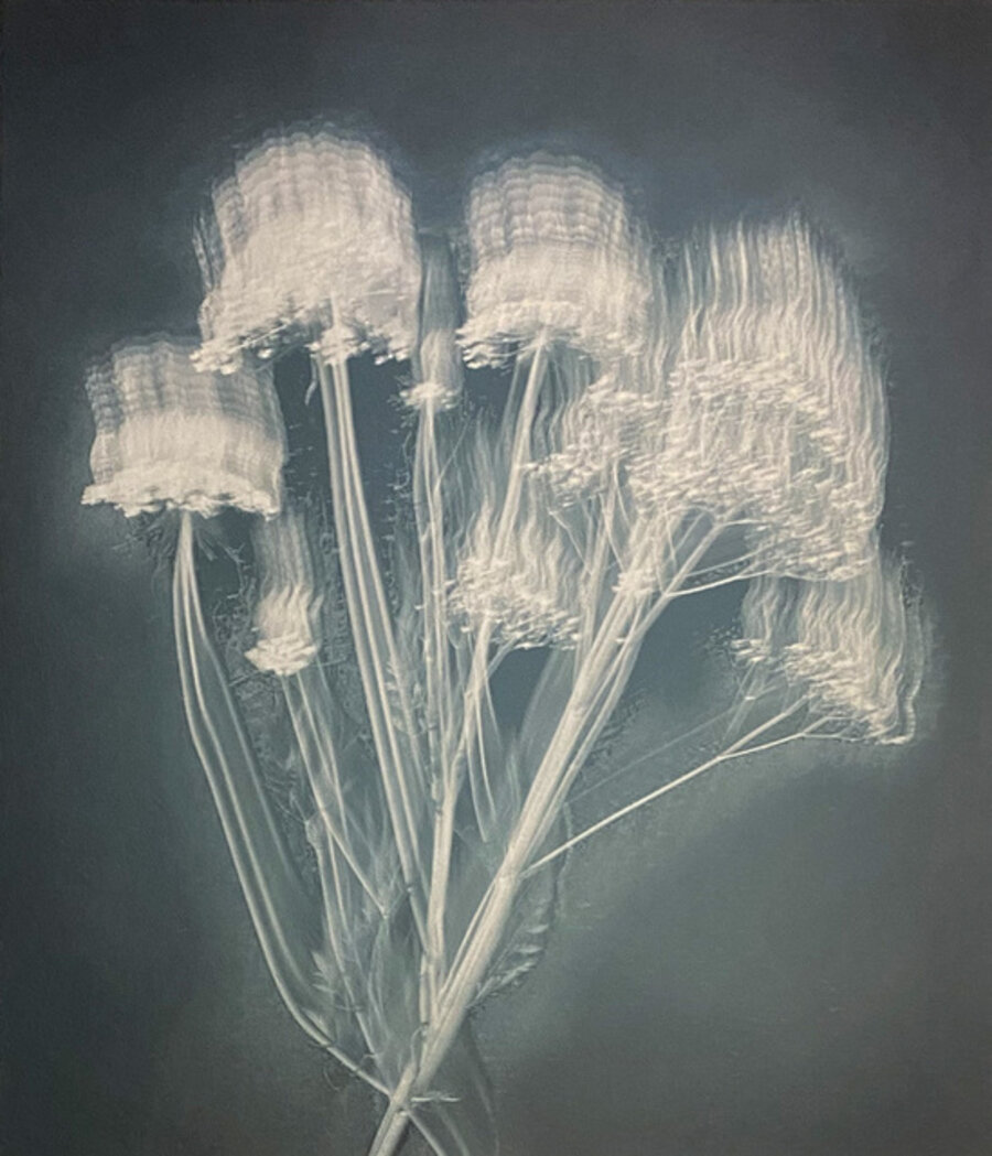 Queen Ann's Lace