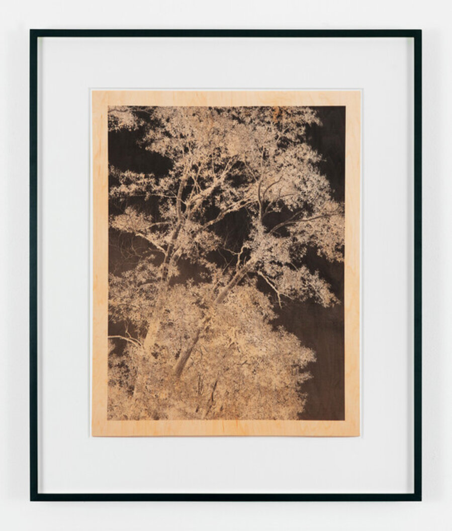 Trees VI