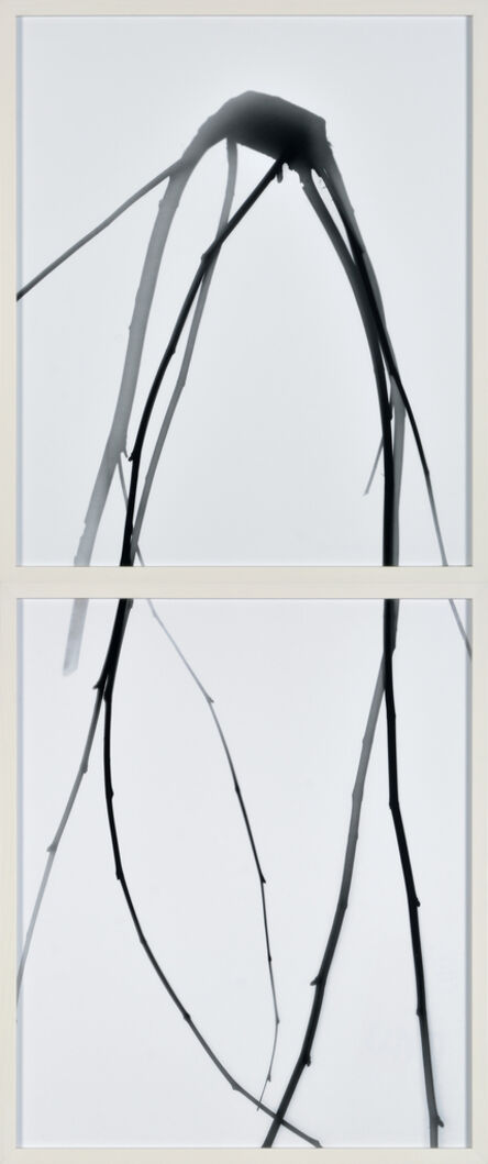 Gerda Schütte, ‘Untitled (from the series »Branches«, tableau, vertical, white, 2-partite)’, 2022